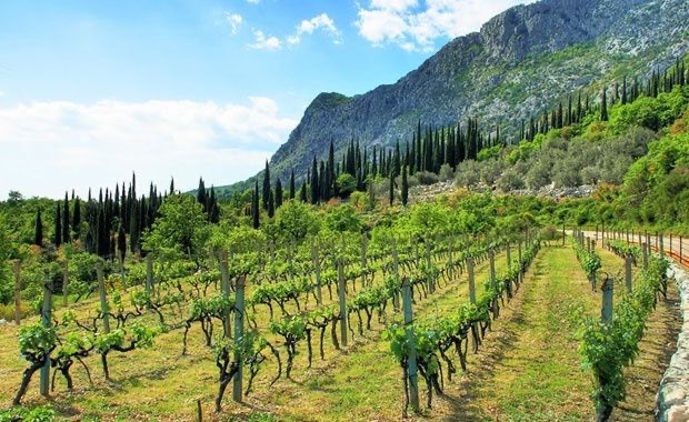 Vineyard rows and cypress trees below the mountains in the Konavle valley